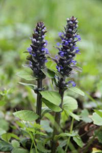 Zbehovec plazivý – (Ajuga reptans)