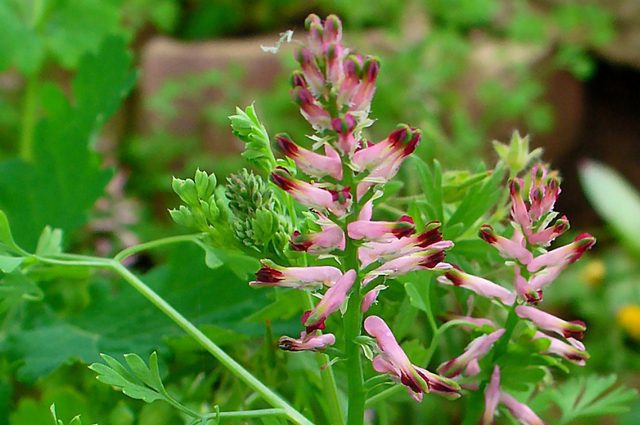 Zemedym lekársky (Fumaria officinalis)