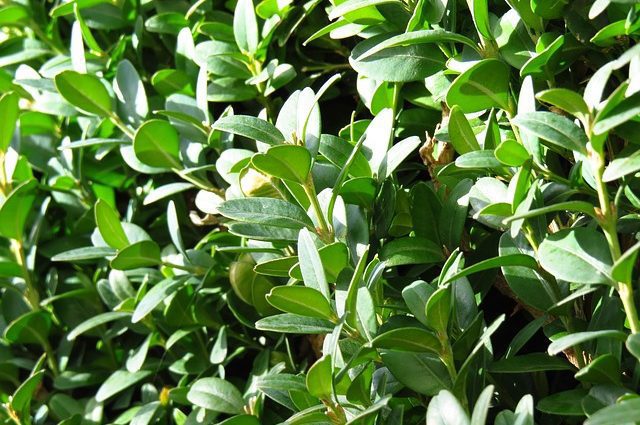 Zimostráz vždyzelený (Buxus sempervirens)