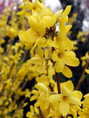 Zlatica previsnutá (Forsythia suspensa)