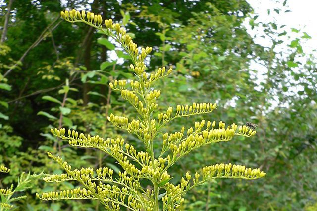 Zlatobyľ kanadský (Solidago canadensis)
