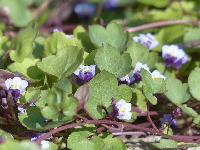 Zvesinec murár (Cymbalaria muralis)