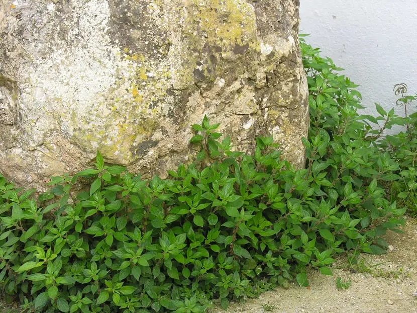 Zemikost zedný (Parietaria officinalis)