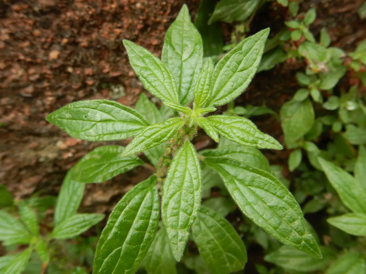 Zemikost zedný (Parietaria officinalis)