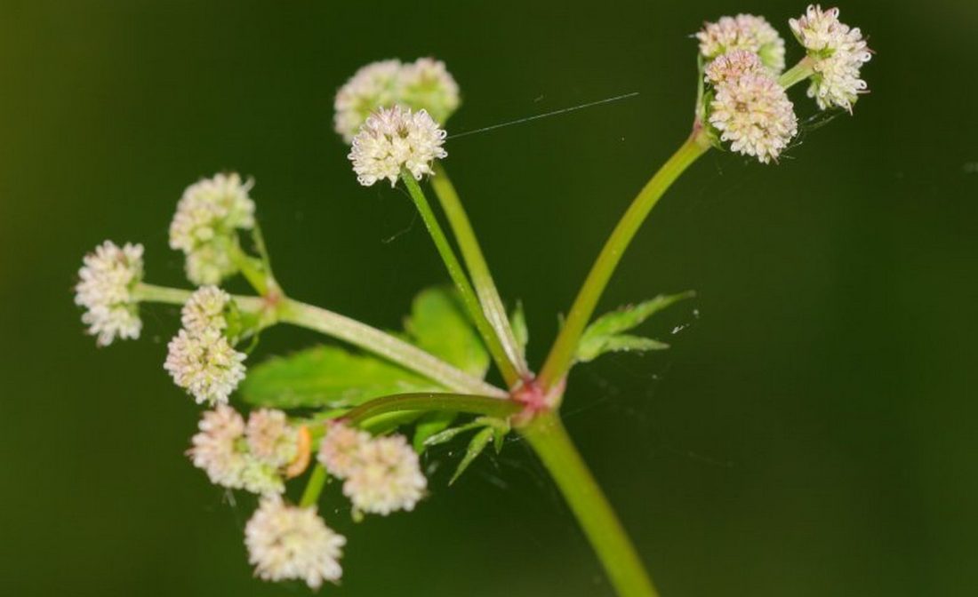 Žindava európska (Sanicula europaea)