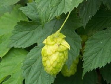 Chmeľ obyčajný (Humulus lupulus)