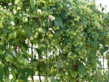 Chmeľ obyčajný (Humulus lupulus)