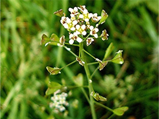 Kapsa pastierska (Capsella bursa-pastoris)
