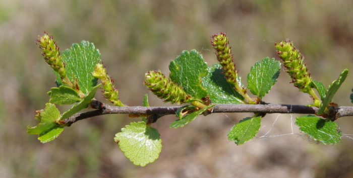 Breza bradavičnatá (Betula verrucosa)