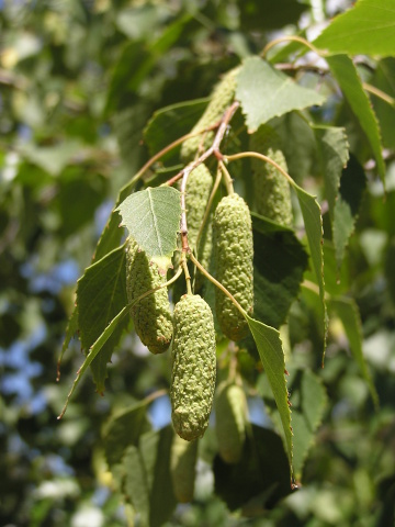 Breza bradavičnatá (Betula verrucosa)