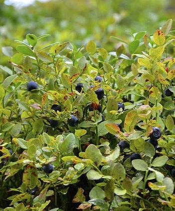 Čučoriedka obyčajná (Vaccinium myrtillus)