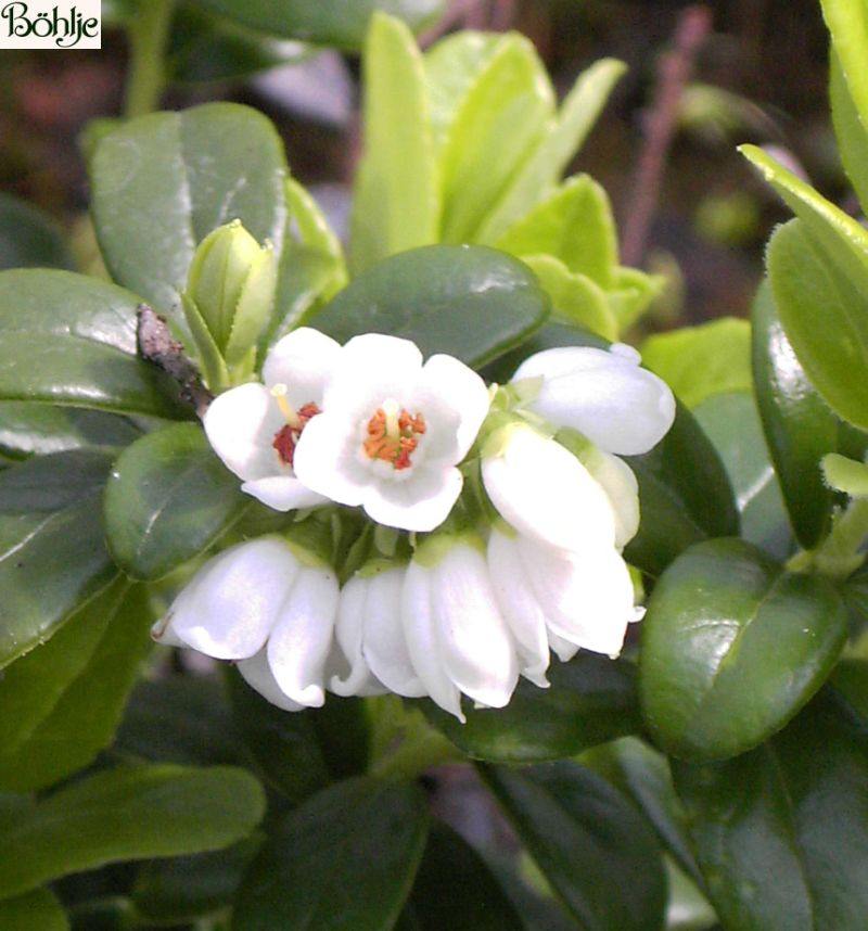 Čučoriedka brusnica (Vaccinium vitis‑idaea)