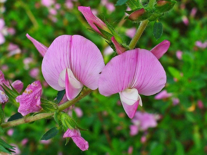 Ihlica tŕnistá (Ononis spinosa)