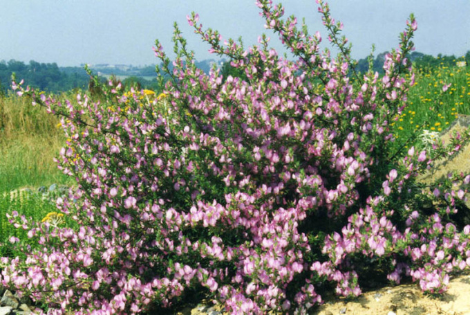 Ihlica tŕnistá (Ononis spinosa)
