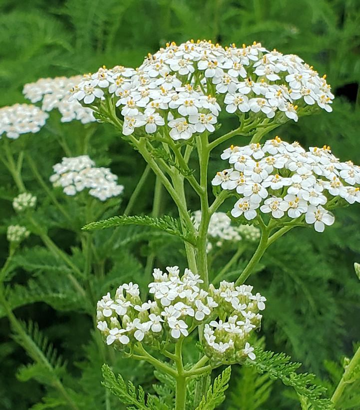 Rebríček obyčajný (Achillea millefolium)