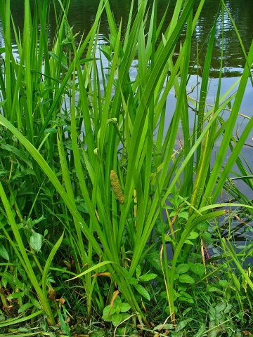Puškvorec obyčajný (Acorus calamus)
