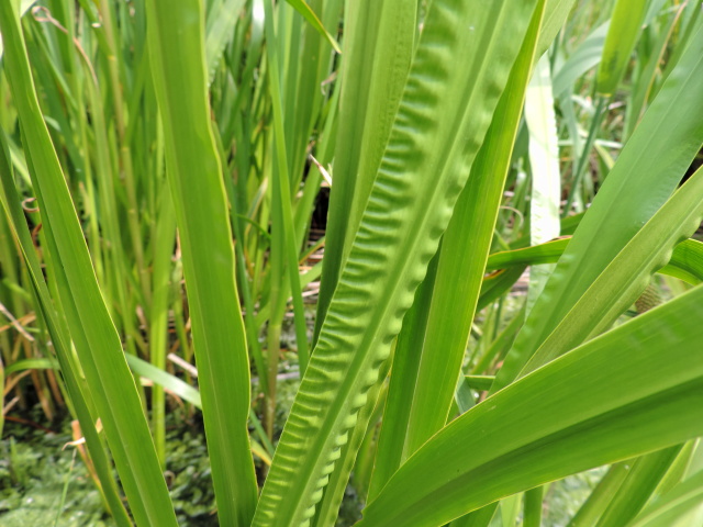 Puškvorec obyčajný (Acorus calamus)