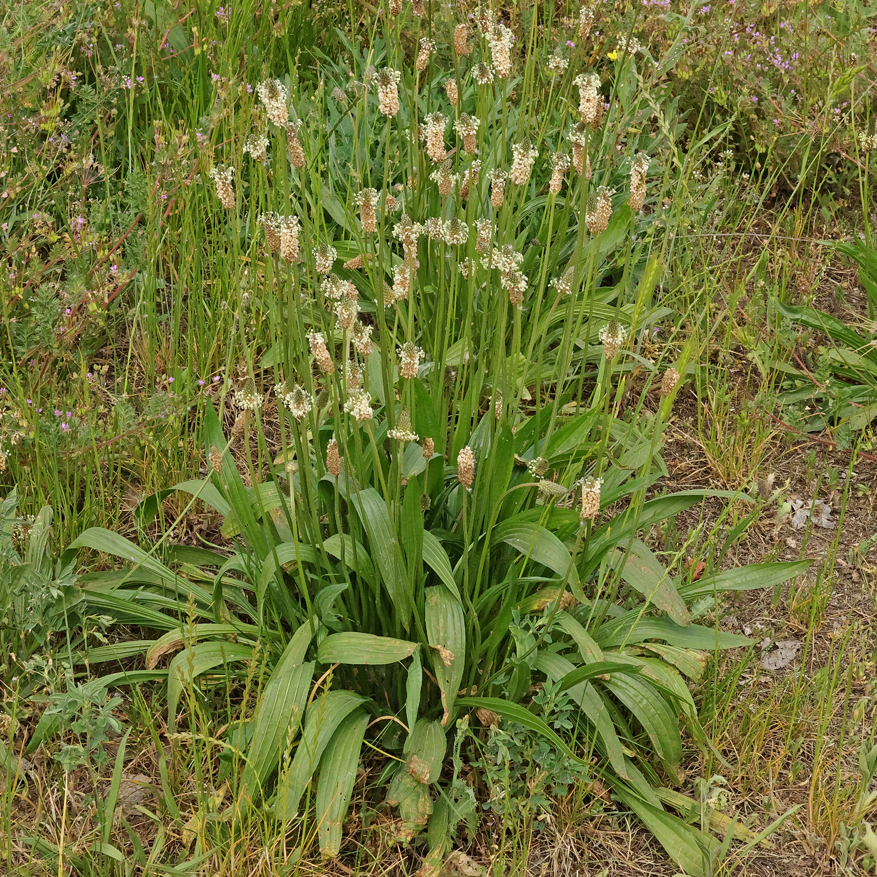 Skorocel kopijovitý (Plantago lanceolata)