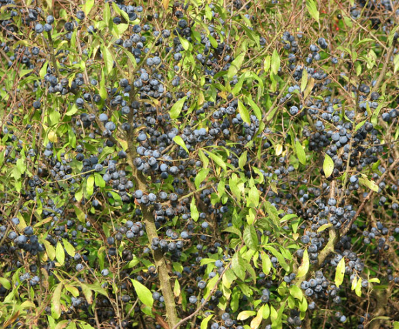 Slivka trnková - Trnka obecná (Prunus spinosa)