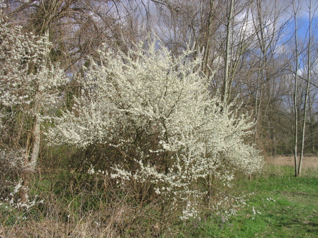 Slivka trnková - Trnka obecná (Prunus spinosa)