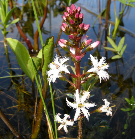 Vachta trojlistá (Menyanthes trifoliata)