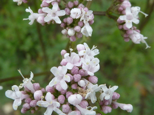 Valeriána lekárska - Kozlík lekársky (Valeriana officinalis)
