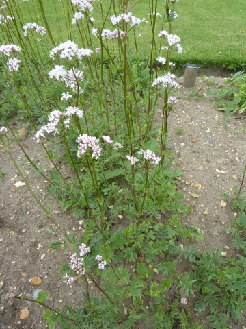 Valeriána lekárska - Kozlík lekársky (Valeriana officinalis)