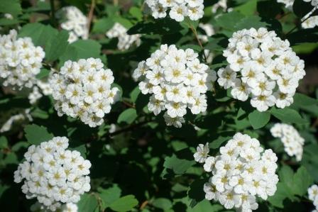 Túžobník brestový (Filipendula ulmaria)