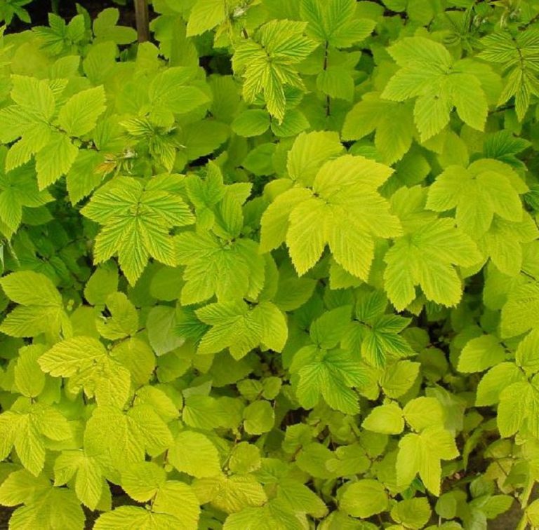 Túžobník brestový (Filipendula ulmaria)