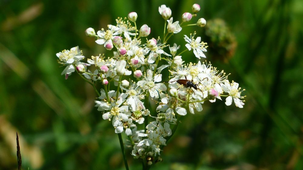 Túžobník brestový (Filipendula ulmaria)