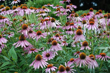 Echinacea purpurová (Echinacea purpurea)