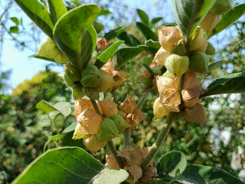 Ašvaganda (Withania somnifera)