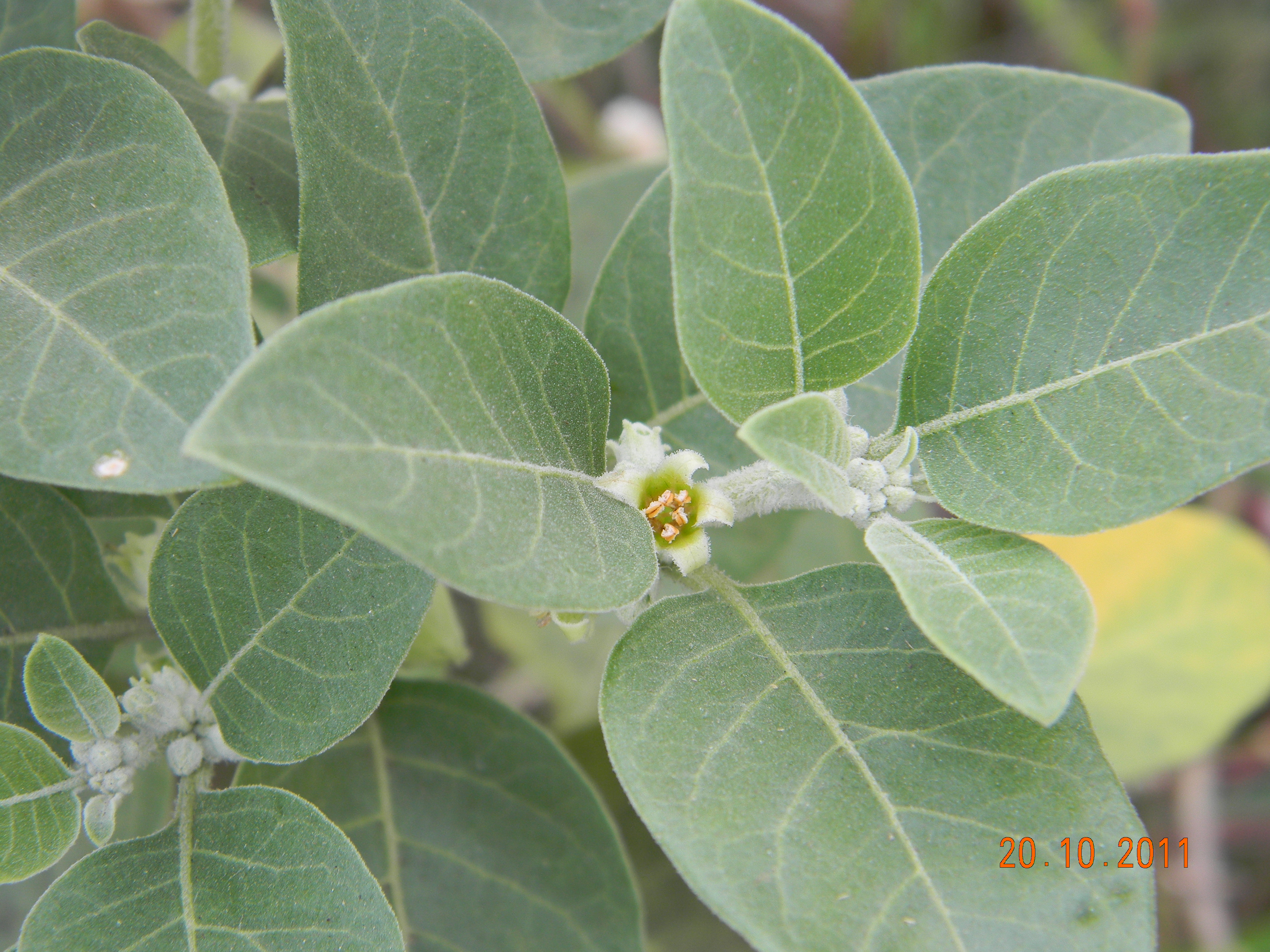 Ašvaganda (Withania somnifera)