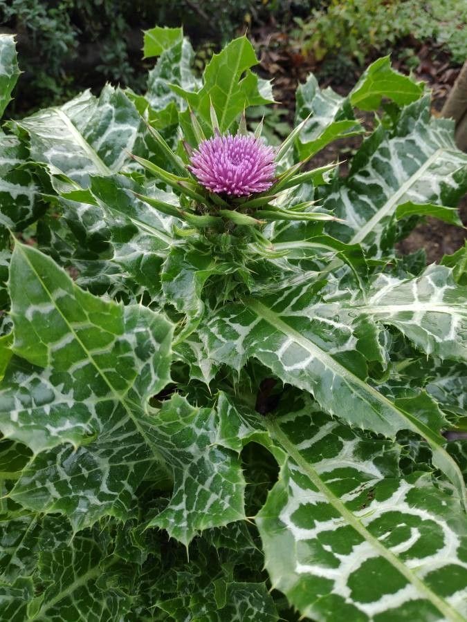 Ostropestrec mariánsky (Silybum marianum)