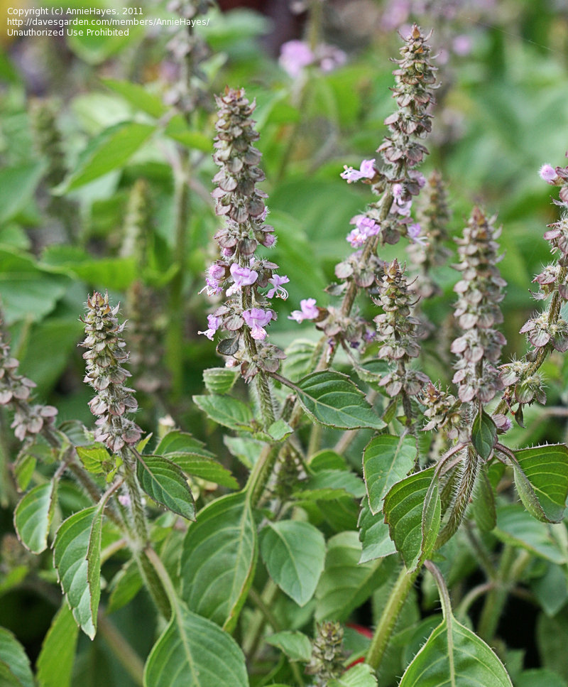 Bazalka posvátná (Ocimum tenuiflorum)