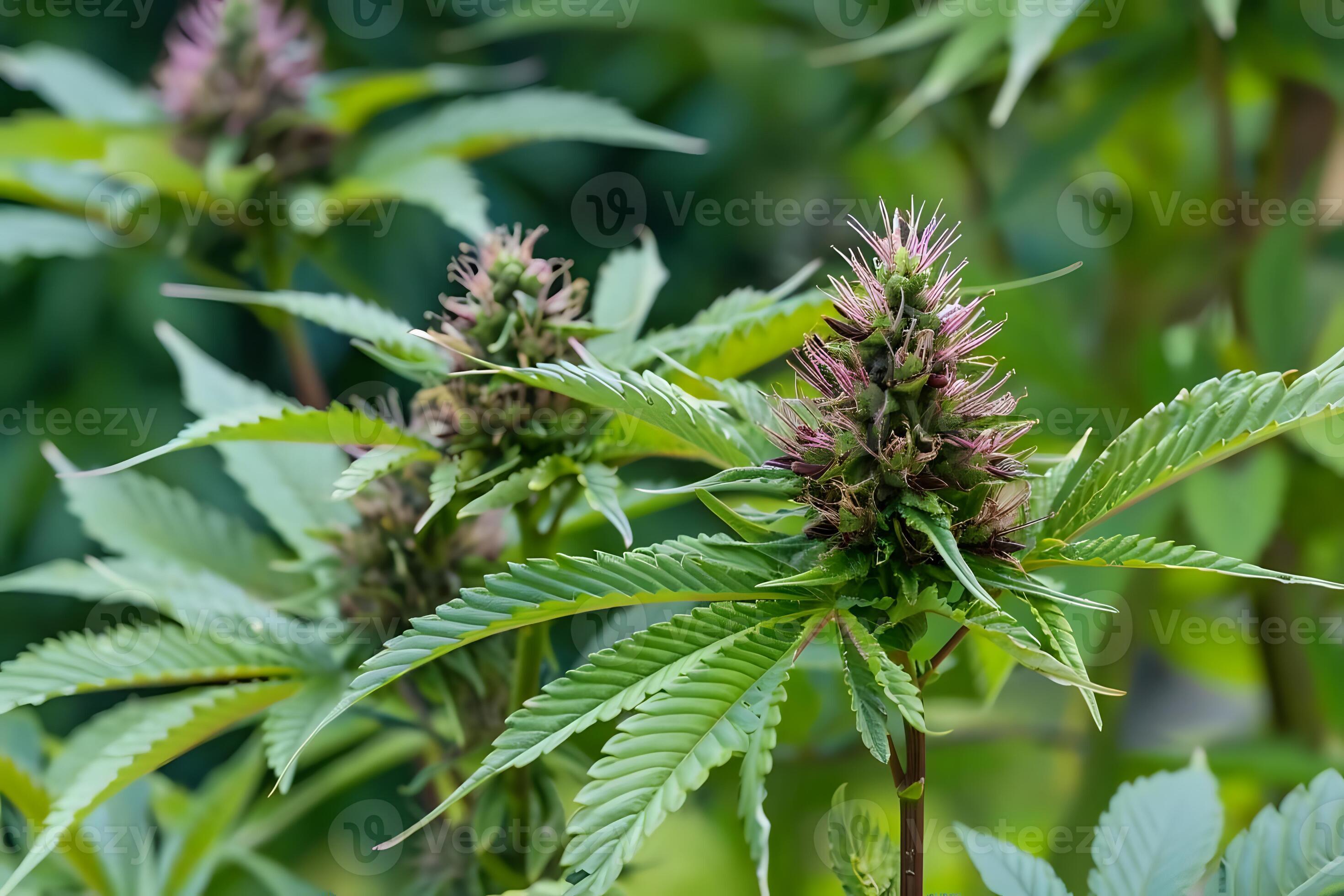 Konope siate (Cannabis sativa)