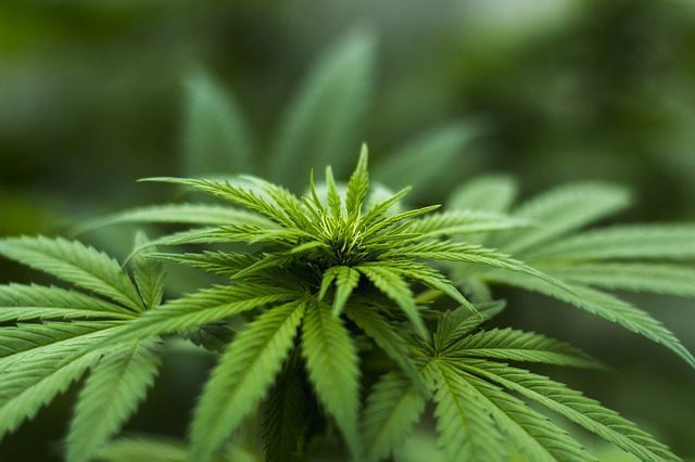 Konope siate (Cannabis sativa)