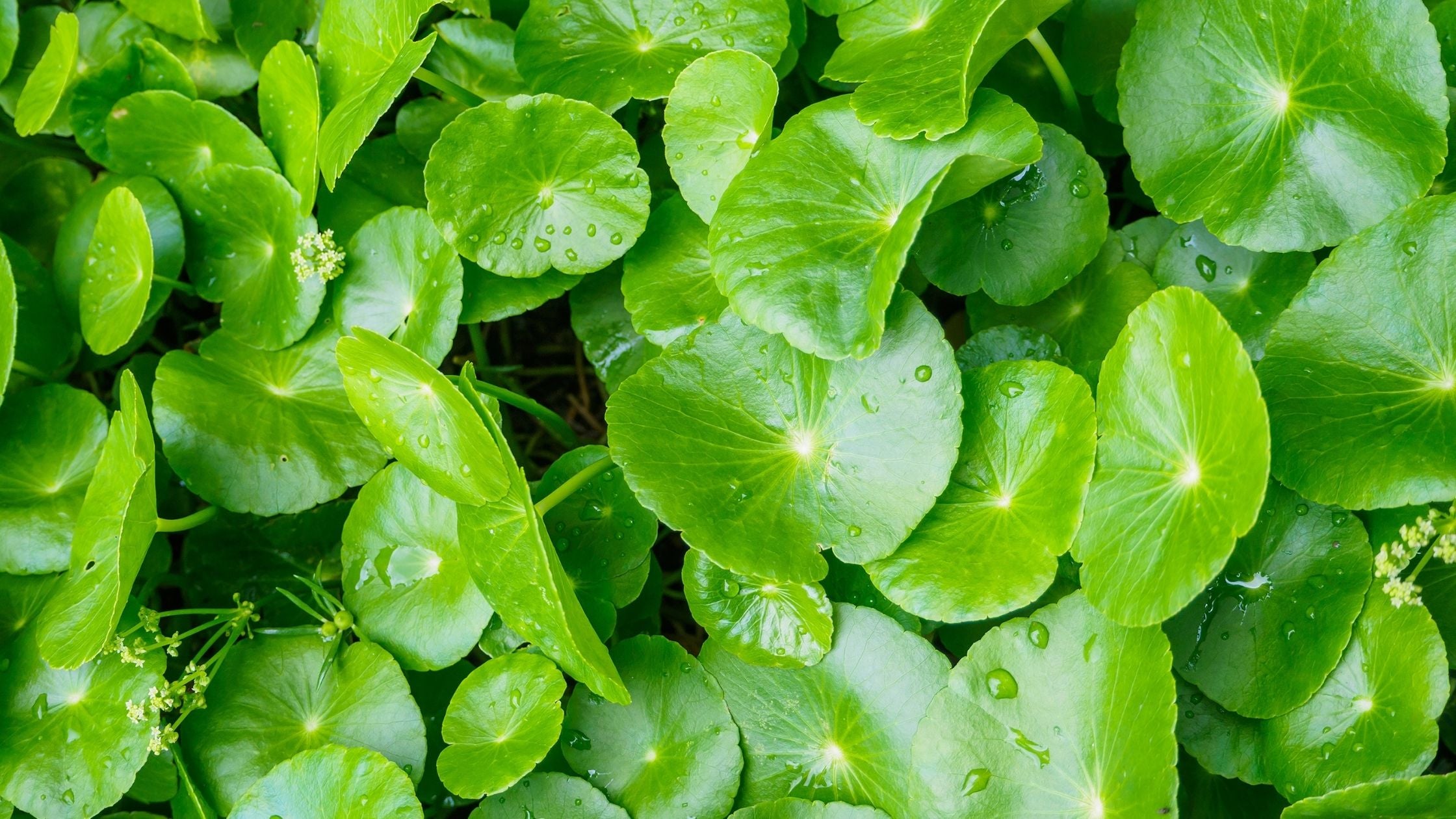 Pupečník ázijský (Centella asiatica)