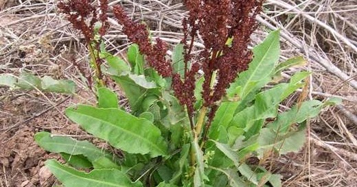Štiav kučeravý (Rumex crispus)