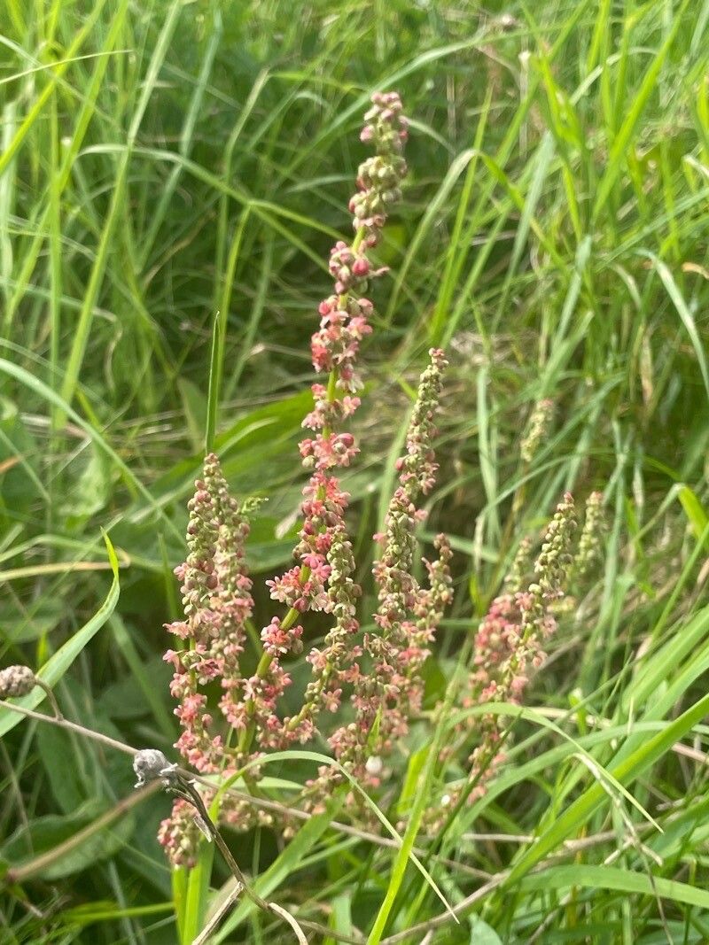 Šťovík kyslý (Rumex acetosa)