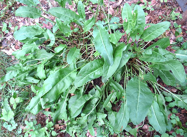 Šťovík kyslý (Rumex acetosa)