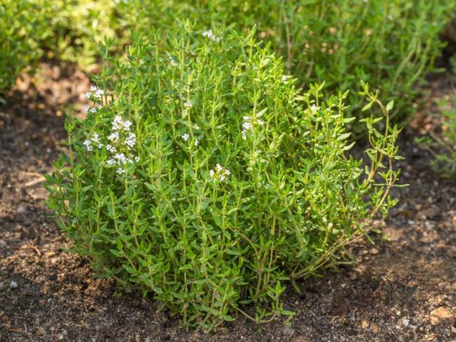 Tymián obyčajný (Thymus vulgaris)