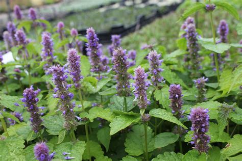 Agastache anízová (Agastache foeniculum)
