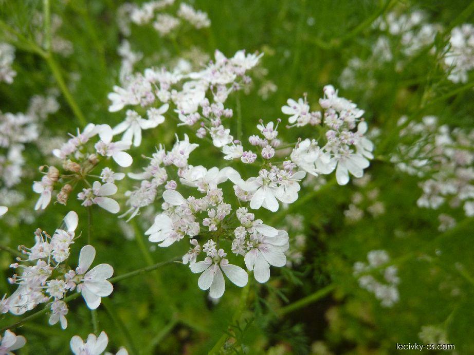 Anýz vonný (Pimpinella anisum)