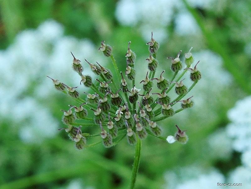 Anýz vonný (Pimpinella anisum)