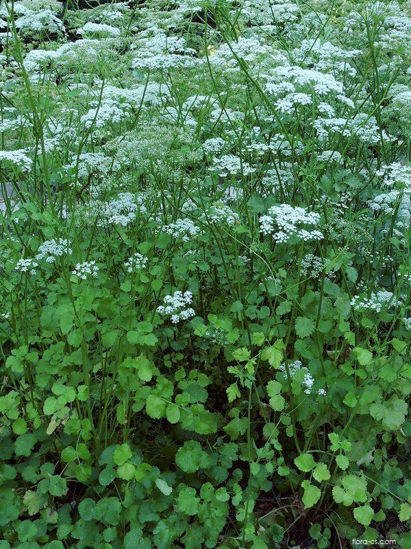 Anýz vonný (Pimpinella anisum)