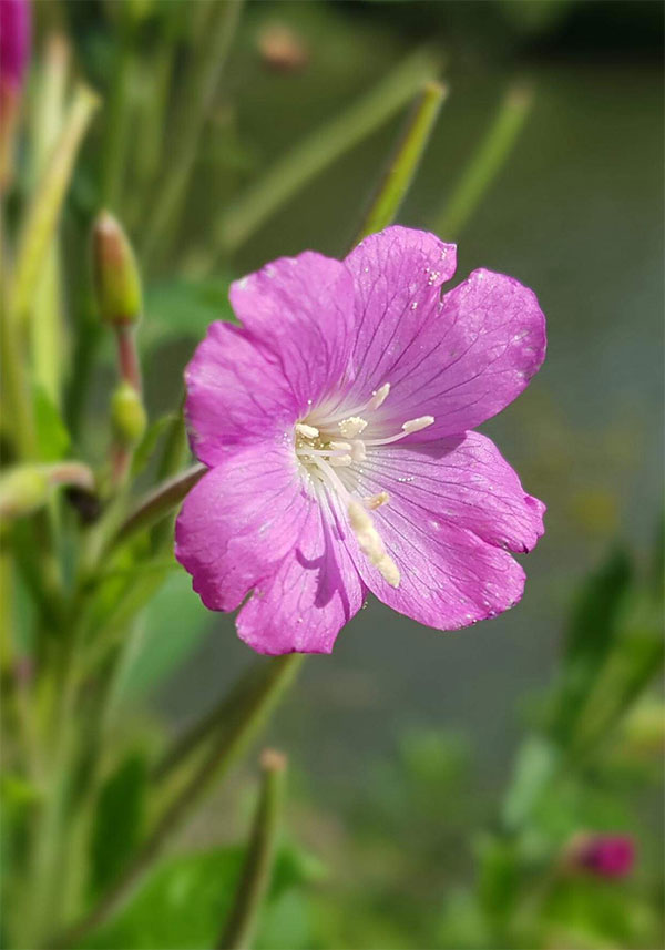 Vrbovka malokvetá (Epilobium parviflorum)
