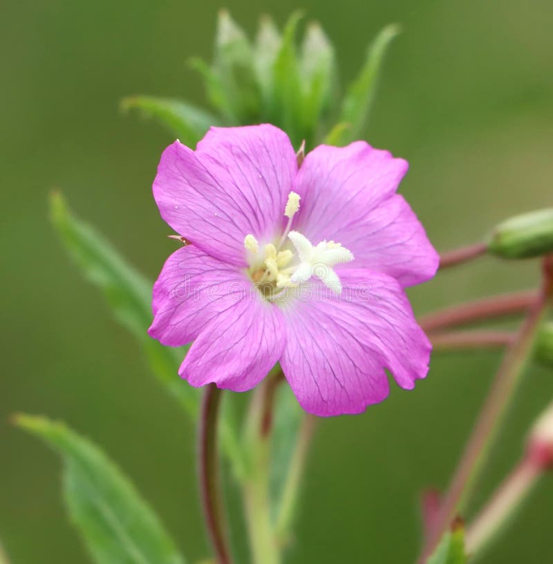 Vŕbovka chlpatá (Epilobium hirsutum)