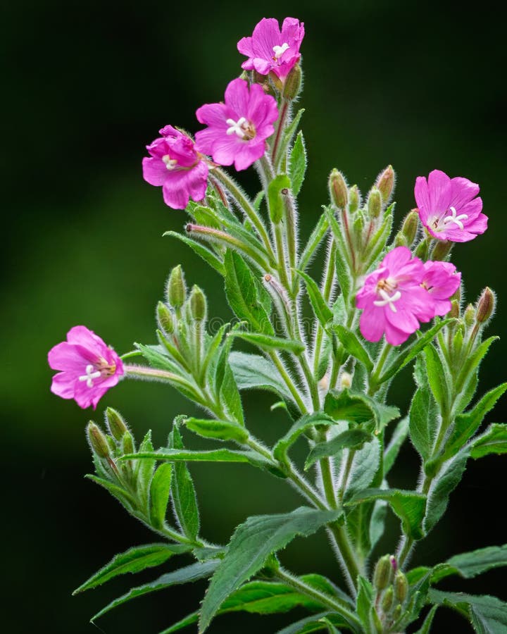 Vŕbovka chlpatá (Epilobium hirsutum)