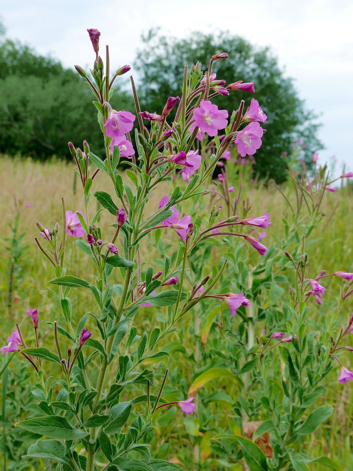 Vŕbovka chlpatá (Epilobium hirsutum)